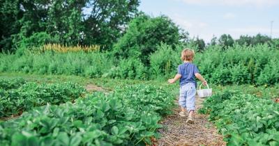 A small boy walking through a garden.